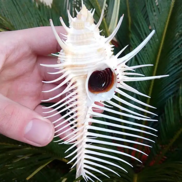 Natural Conch Shell Venus Snail Bone Snail Specimen Snail Window Decoration Aquarium Fish Tank Landscaping Home Decorations