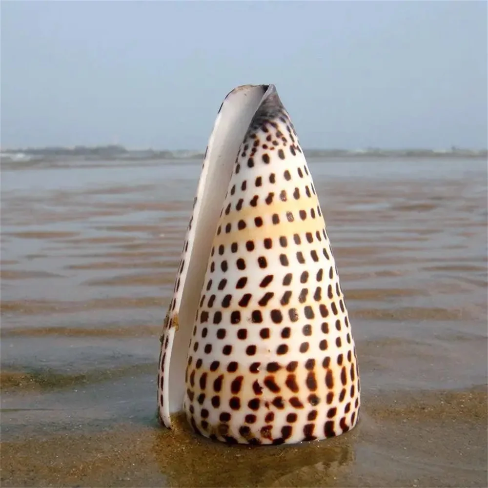 wholesal Natural Conch Shell Corn type conch Tapestry Cone Snail Corn Snail Fish Tank Decoration Landscaping Ornaments