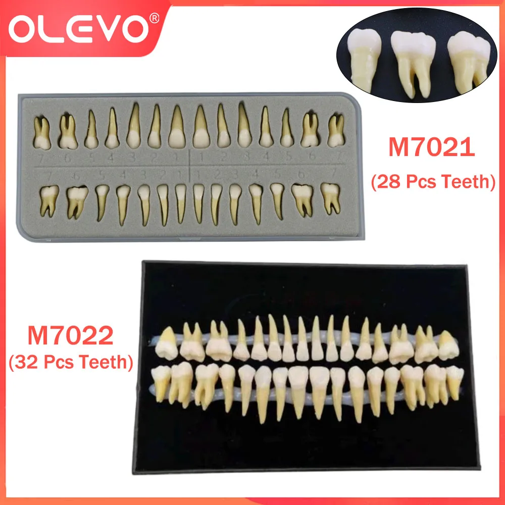 OLEVO Dental Typodont Tooth Model 1:1 Permanent Teeth Demonstration Study Teach Demo Removable Standard Mold M7021 M7022 Dentist