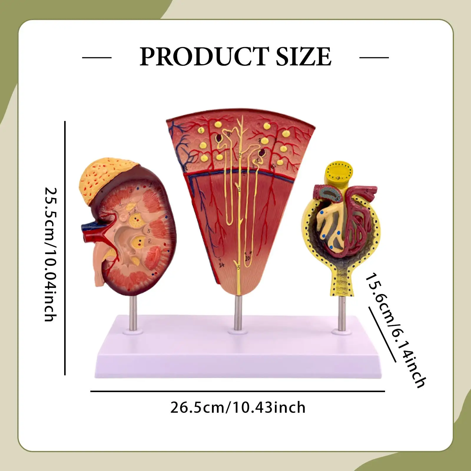 Model Anatomical Model for Doctor's Offices Teachers Students