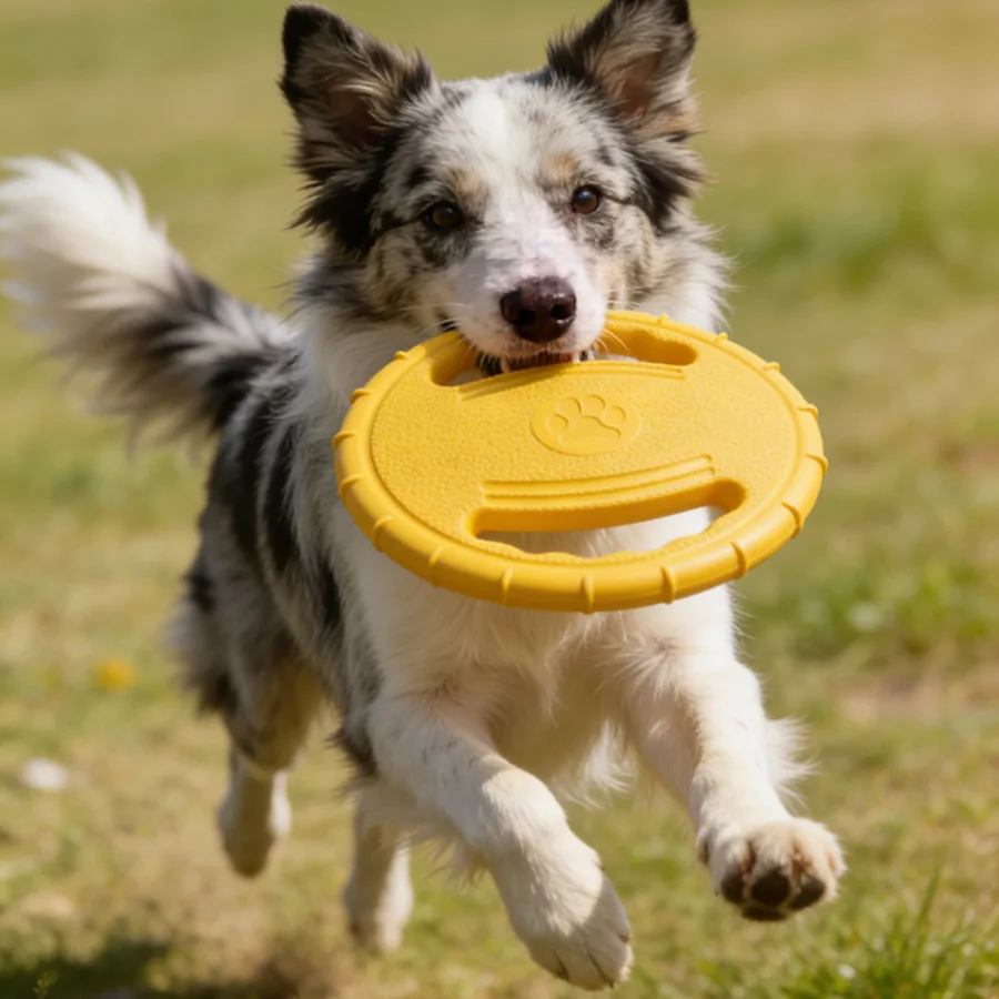 Discos voladores interactivos para perros: resistentes, todo tamaño