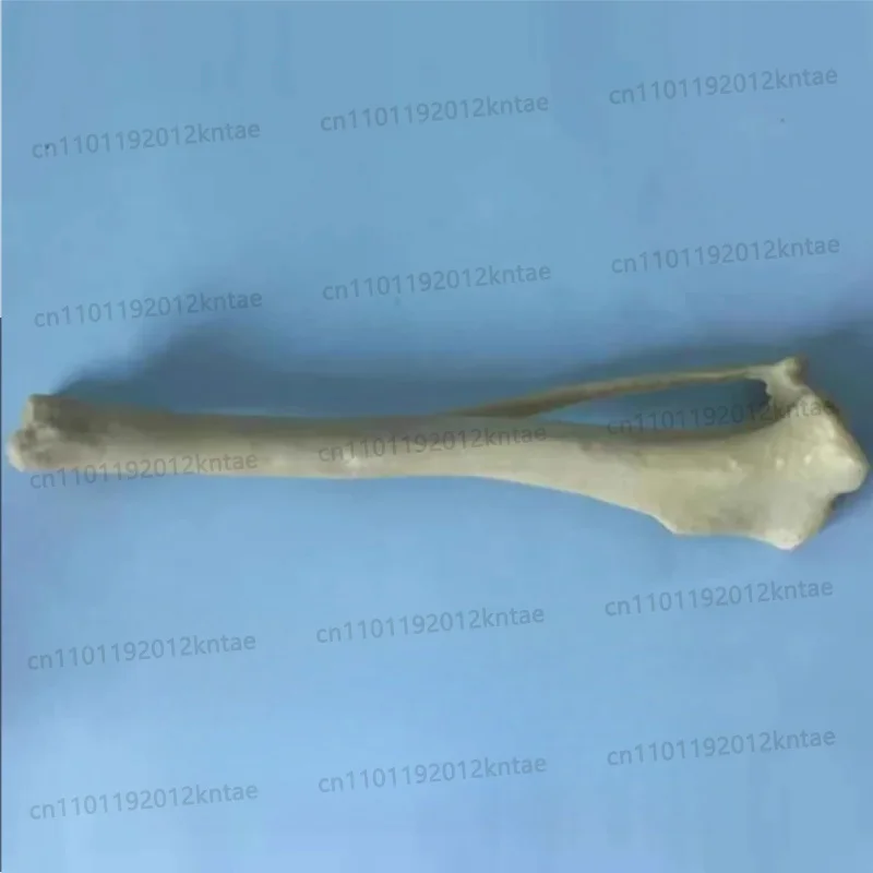 Surgical Practice Simulated bone dog tibia model orthopedic  skeleton Animal skeleton
