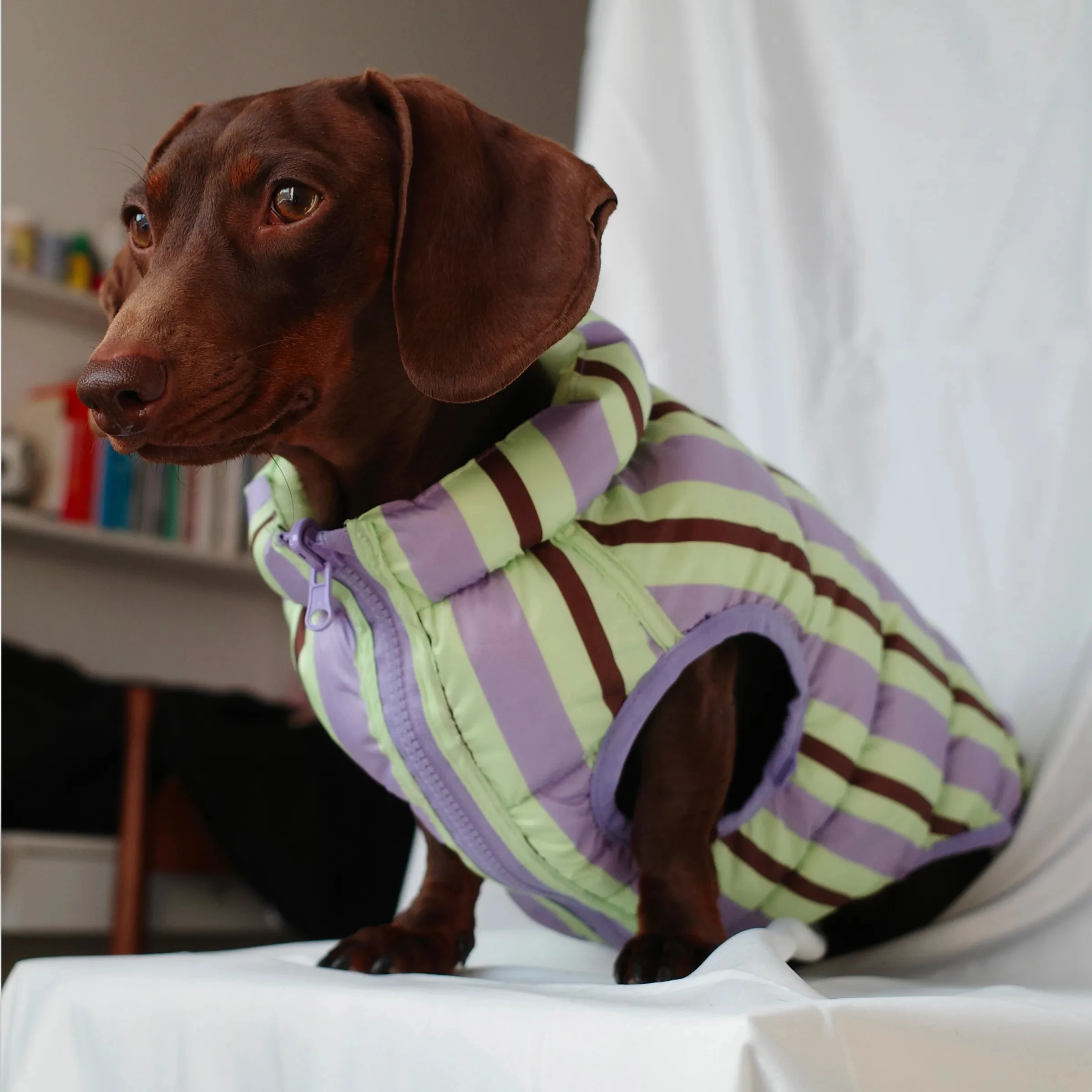 Winter-Daunenjacke für Dachshunde, dicke Weste für Wiener Hunde bei kaltem Wetter, leichter, warmer, ärmelloser Mantel für Dackelhunde – Detail 6