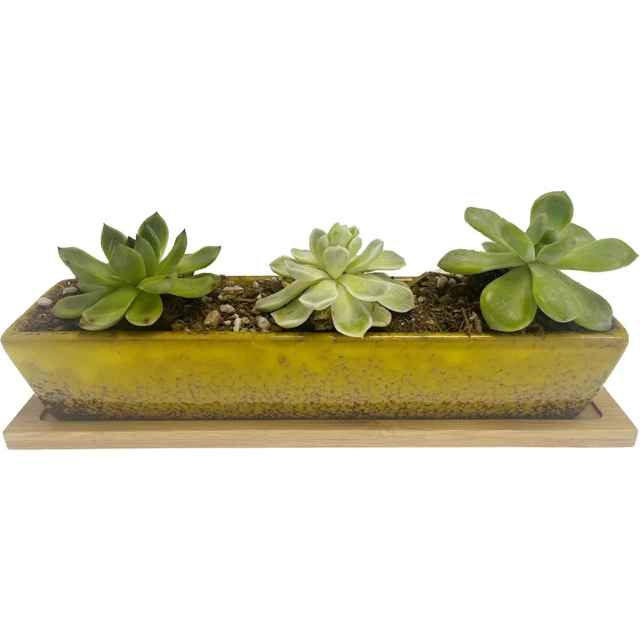 

Succulent Planter Pot Yw Long Rectangle Ceramic Succulent Planter Pots Mini Flower Plant Containers with Bamboo Saucers for Off