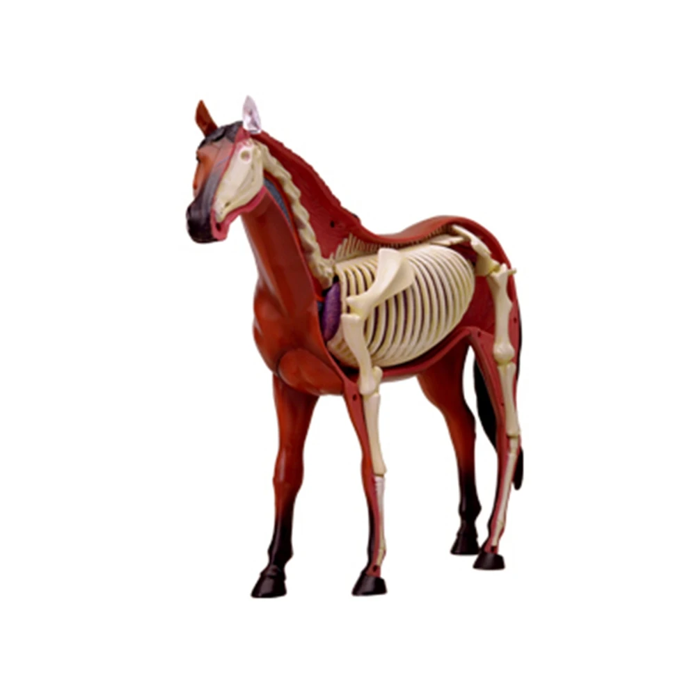 Modelo de anatomia de órgão animal 4d, inteligência de cavalo, montagem de brinquedo, modelo de anatomia de ensino, aparelhos científicos populares diy