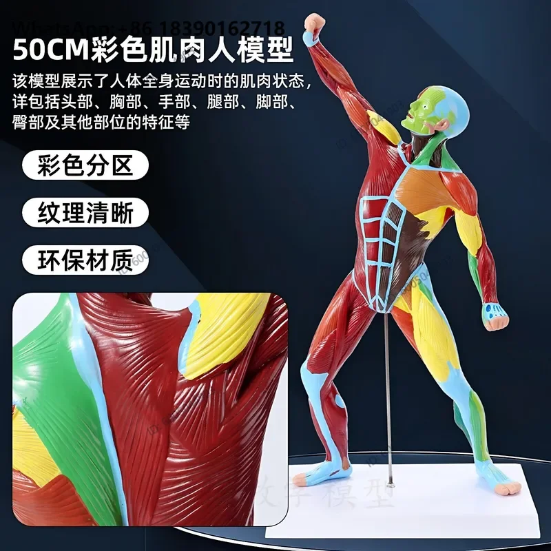 50cm Color Muscle Human Body Model Medical Teaching Anatomy Dynamic Finished Product Clear Texture Whole Body Movement