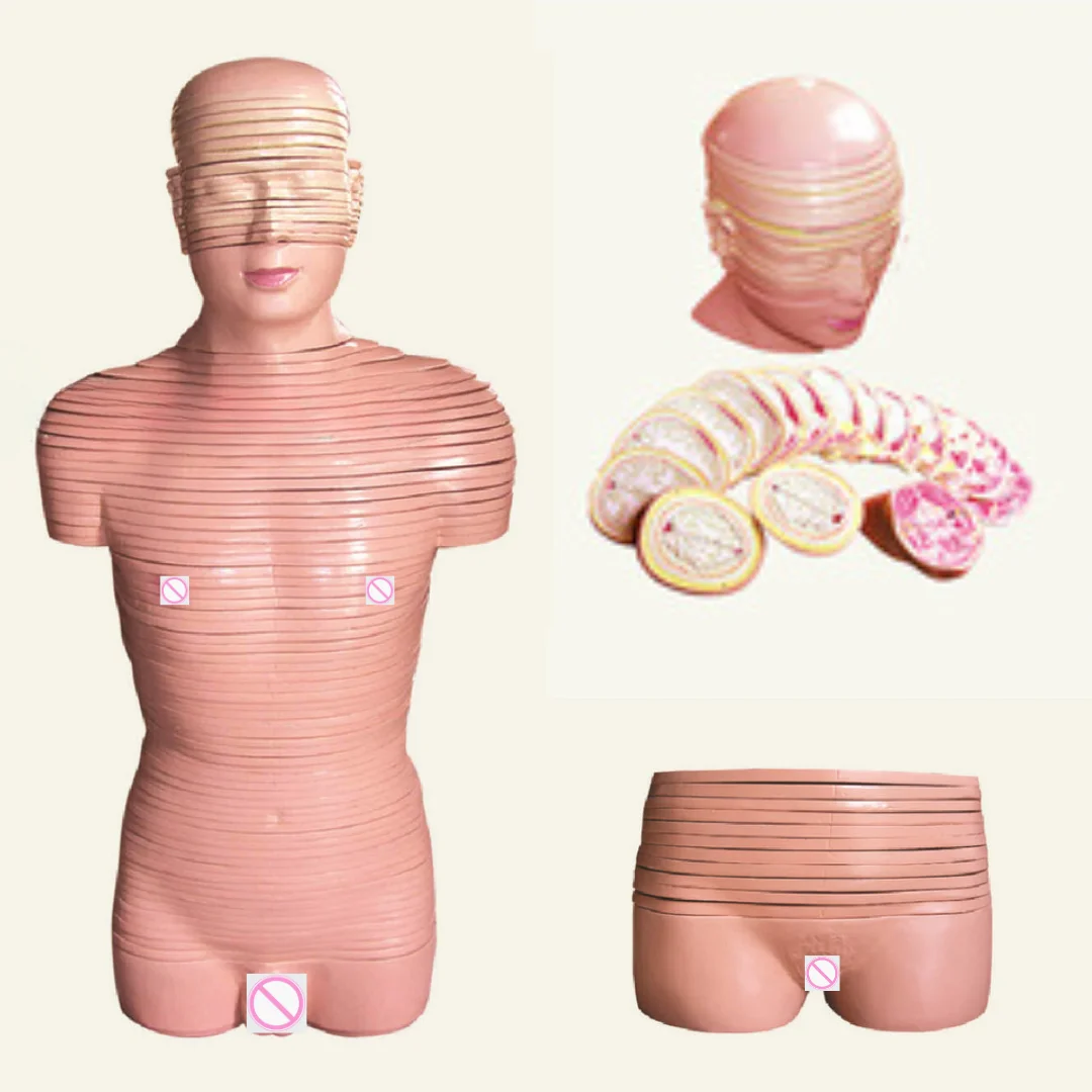 نموذج تشريح العلوم الطبية - محاكي تشريح التوموغرافي للذكور والإناث لطبقة أفقية من سيرفيكس وصندوق الرأس