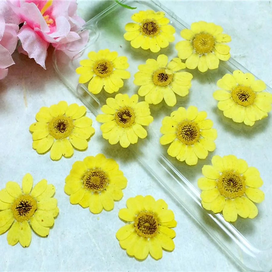 12pcs 25-35mm Pressed Dried Yellow Chrysanthemum Multicaule Flower Plant Herbarium For Jewelry Postcard Bookmark Phone Case DIY