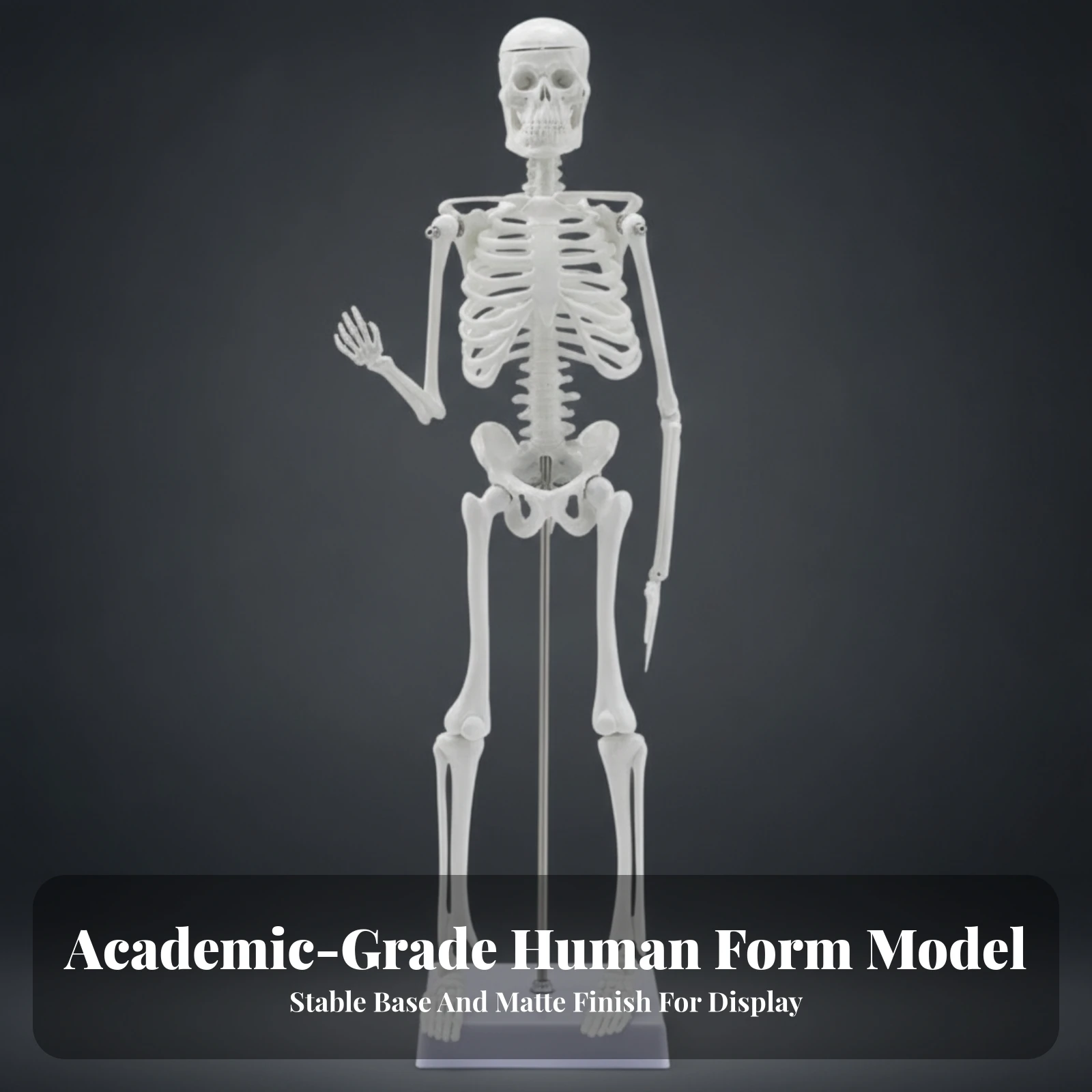 45 Cm Human Skeleton Anatomical Model Washable Human Skeleton Model with Movable Joints Freestanding Compact