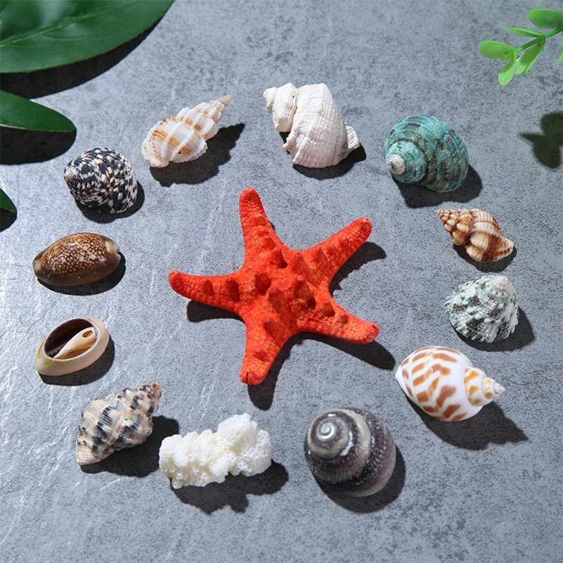 Seashells Mixed with Beach Shells Natural Shells Perfect Decoration Suitable for Candle Making Beach Theme Parties Dropship