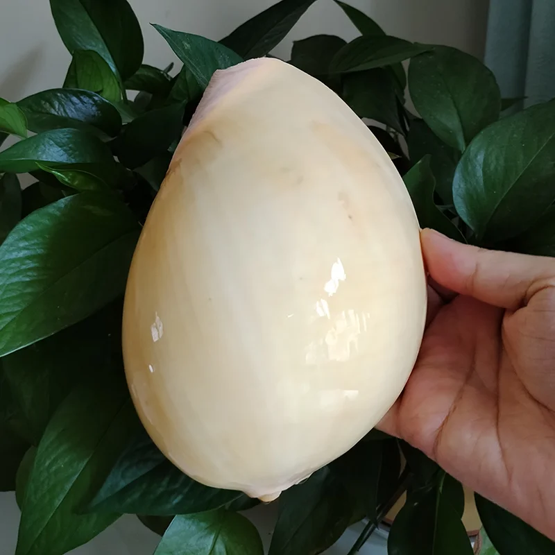 17-21CM Large India Volute Sea shell Natural Yellow Coconut Conch Fish Tank Home Ornament Wedding Festival Party Decor Props