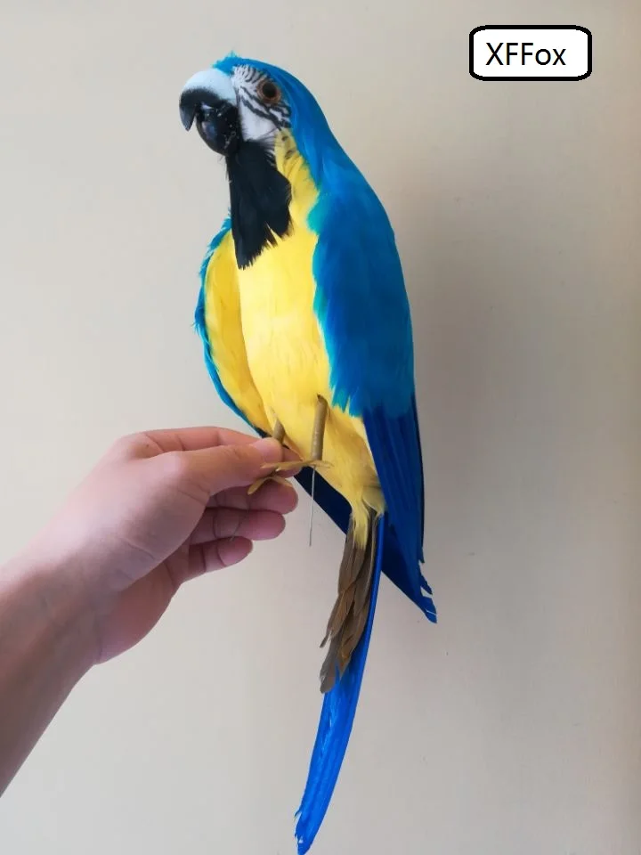 

new real life parrot model foam&furs blue&yellow parrot bird gift about 45cm d0226