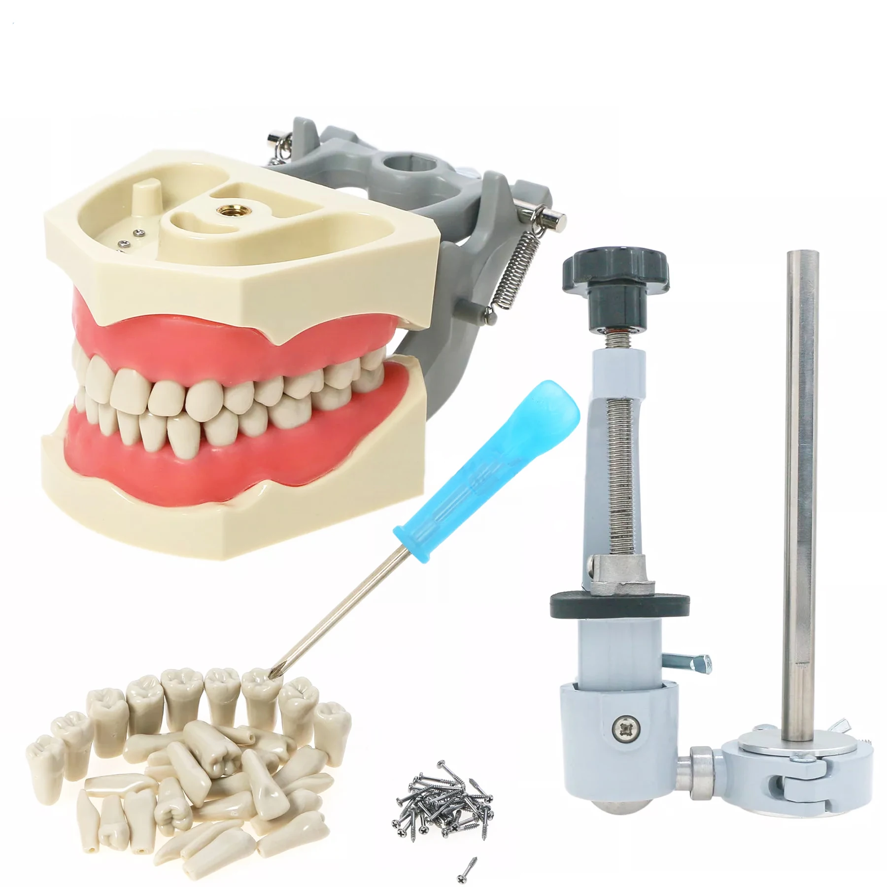Columbia Dentoform 860 Type Dental Typodont Model With 32pcs Removable Teeth