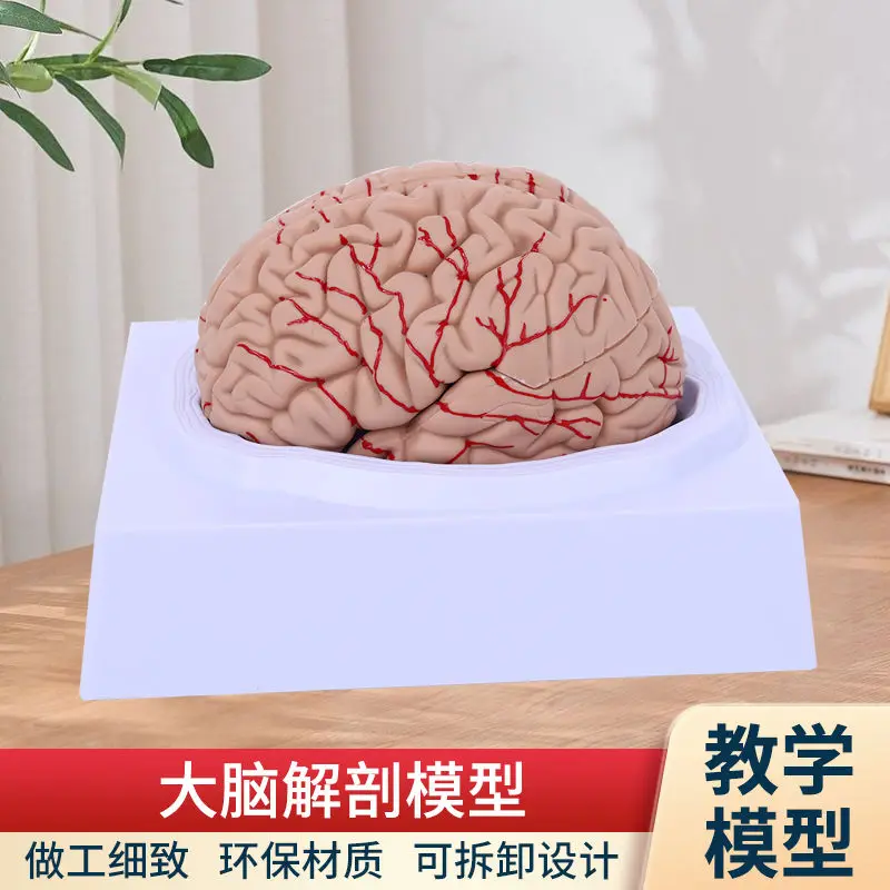 1:1 نموذج التقسيم الوظيفي للدماغ طب الدماغ، قسم قشر الدماغ المحاكاة للتدريس الطبي #6