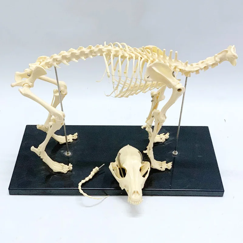 Dog Skeleton Anatomical Model Science Education Bones Skeleton Specimen Model for Veterinary Study Teaching Demonstration Tool