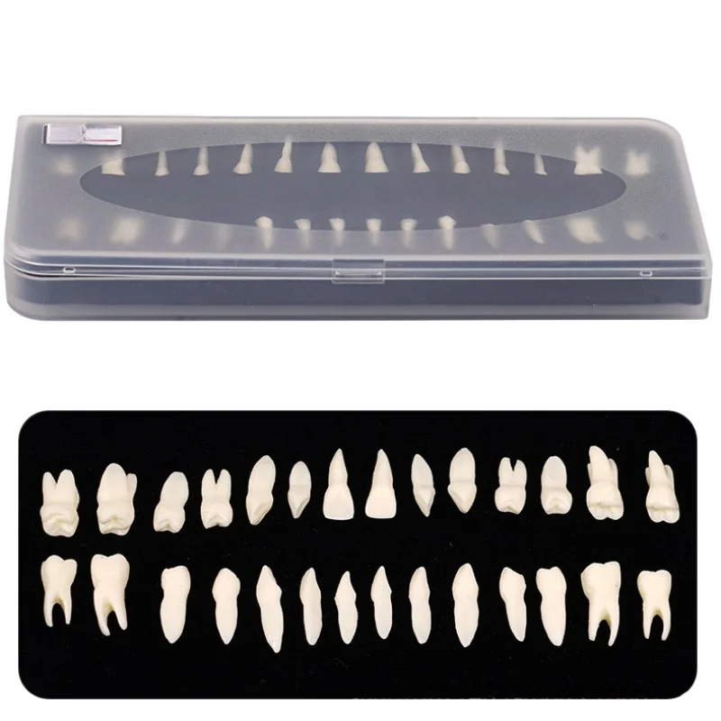 

28 pcs Tooth Model High Quality Resin Simulation Tooth Grain Dental Model For Dentist Exam Preparation Teaching Practice