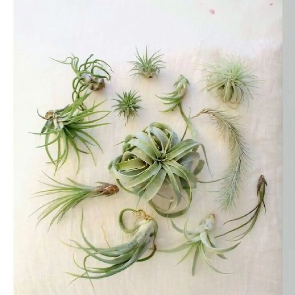 Natural Wood Hemisphere Holder For Tillandsia Air Plant Display Stand Desktop Plant Support Home Office Decor