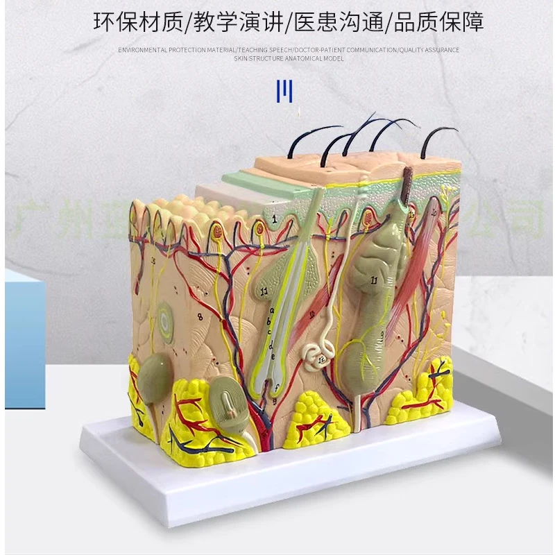 Skin model human hair follicle sweat gland structure magnified 70 times three-dimensional beauty teaching mold for hair growth