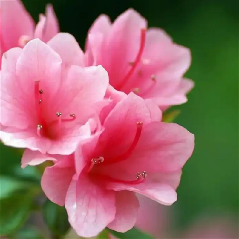 nouvelle-paire-de-nœuds-pour-enfants-style-academie-barrettes-polyvalentes-a-carreaux-pour-filles-accessoires-capillaires-doux-et-mignons-pour-filles