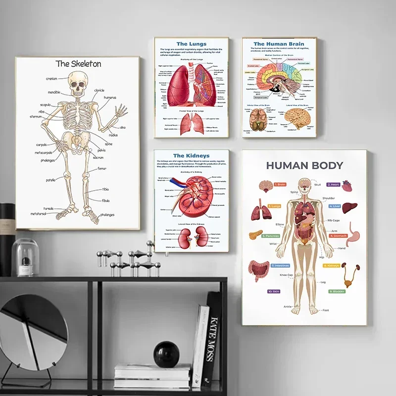 Human Skeleton Vital Organs Anatomy Poster Canvas Painting for Kids Educational Science Homeschool Classroom Home Decoration