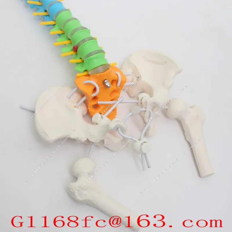 Dynamic Movable Spine Pelvic Model Mini Small Spine Color Human Skeleton Teaching Aids