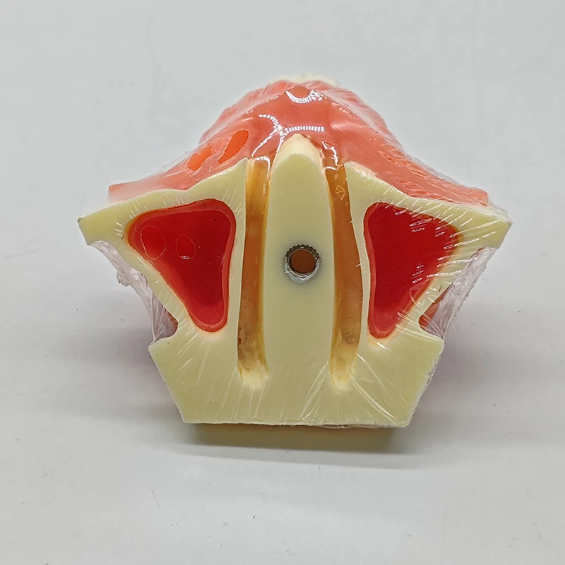 Dental Sinus Lift Practice Model Contains Material Resin