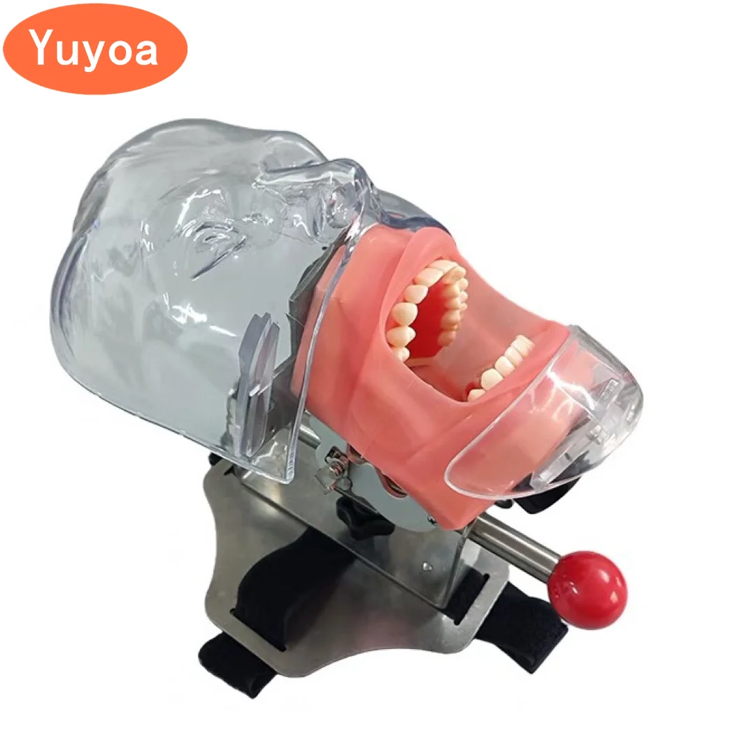 

Dental Simulator Simple Head Model Dental Phantom Head With Removable Teeth For Dentist Students Dentistry Manikin Training Unit