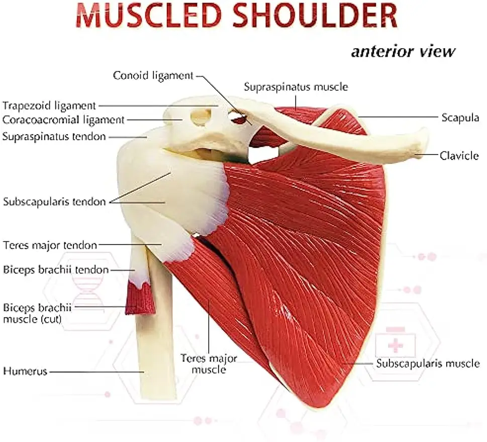 Lebensgroßes anatomisches Schulterblatt der menschlichen Schulter, Schlüsselbein, Muskelanatomiemodell, Gelenk, funktionelles Bänder, medizinische Lehrmittel