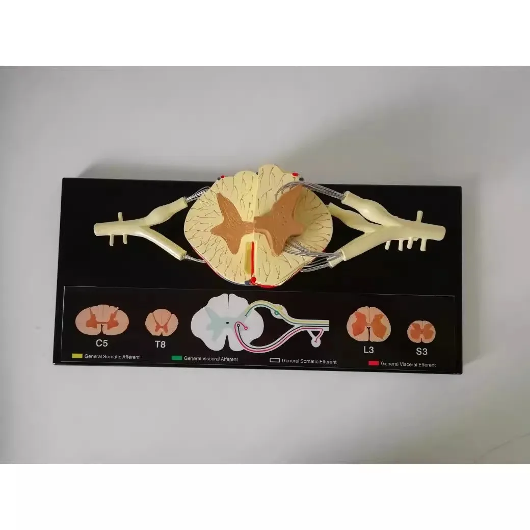 نموذج تشريحي عصبي للحبل الشوكي البشري PVC #3