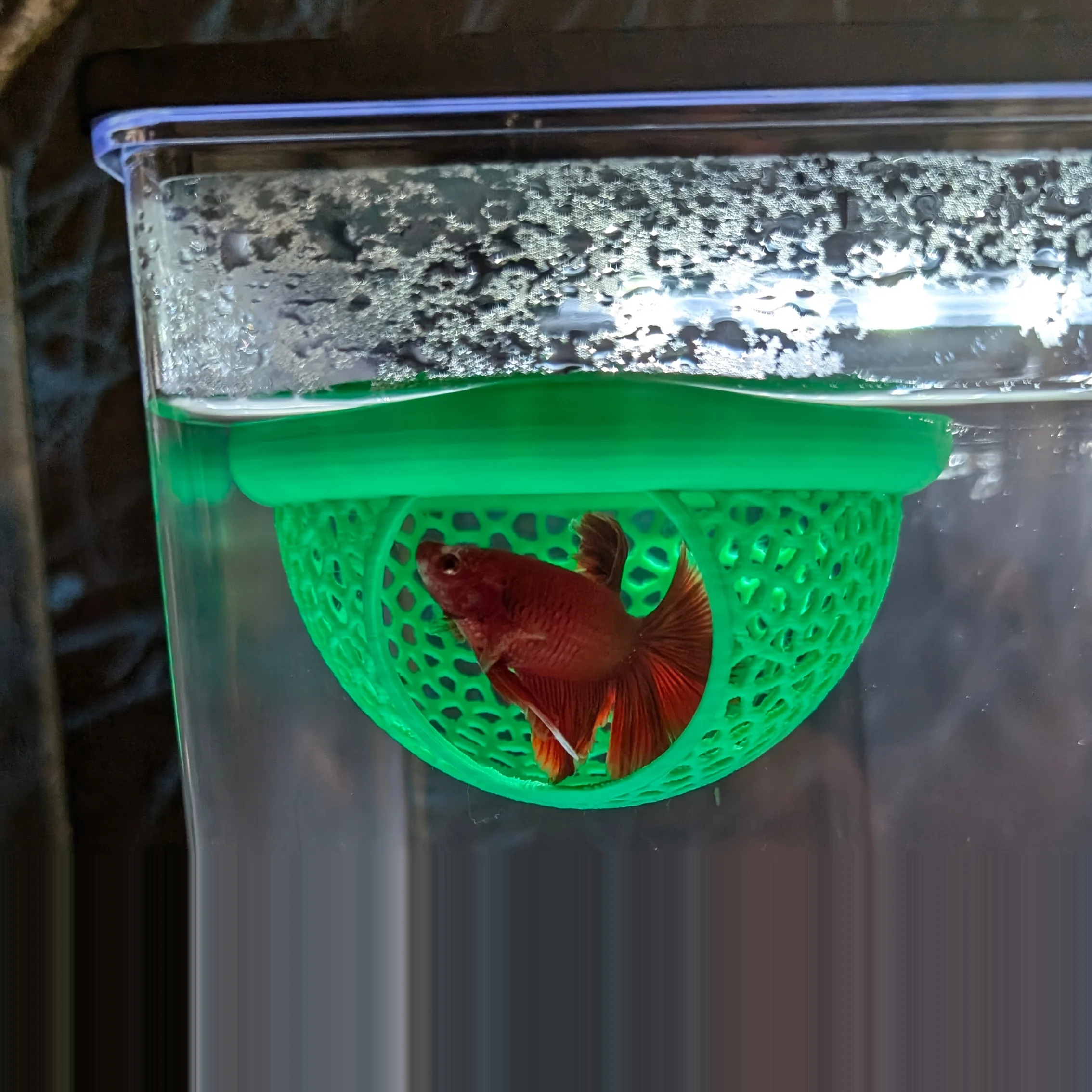 Arch Shaped Floating Aquarium - All Fish In Aquarium recension och pris