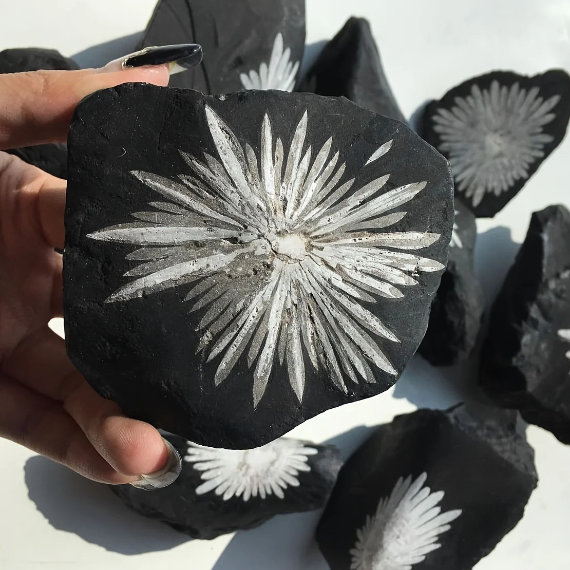 [Natural Chrysanthemum Stone] 1pc Natural Chrysanthemum Stone Crystal Stone | Irregular Raw Mineral Specimen for TumblingCrystal