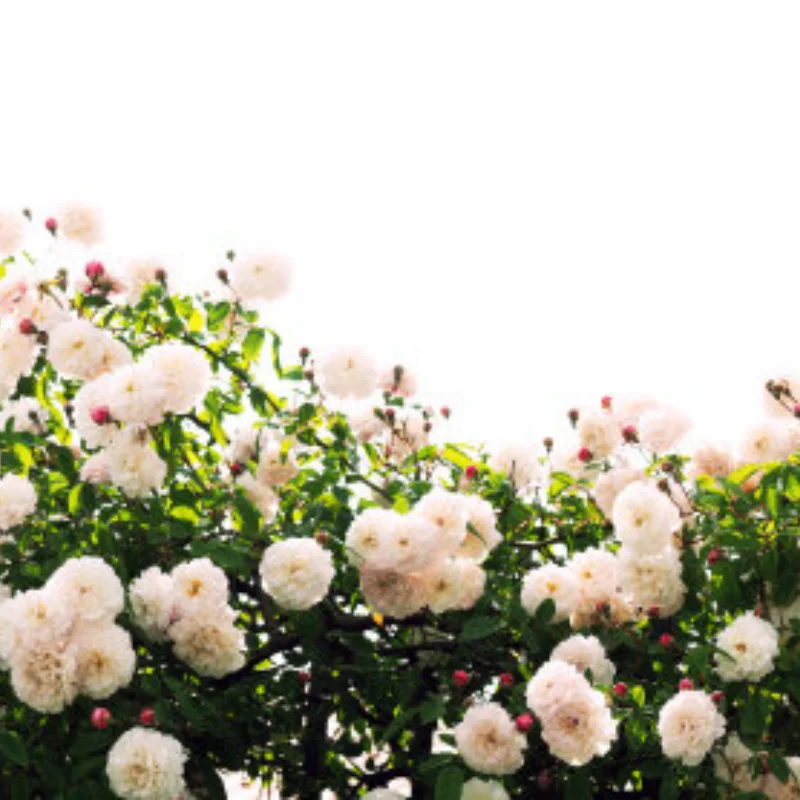 

Metal Servo Mount with Carbon Fiber Skid Plate Set for Axial SCX10 Capra Wraith 90048 1/10 RC Crawler Car Upgrade Parts