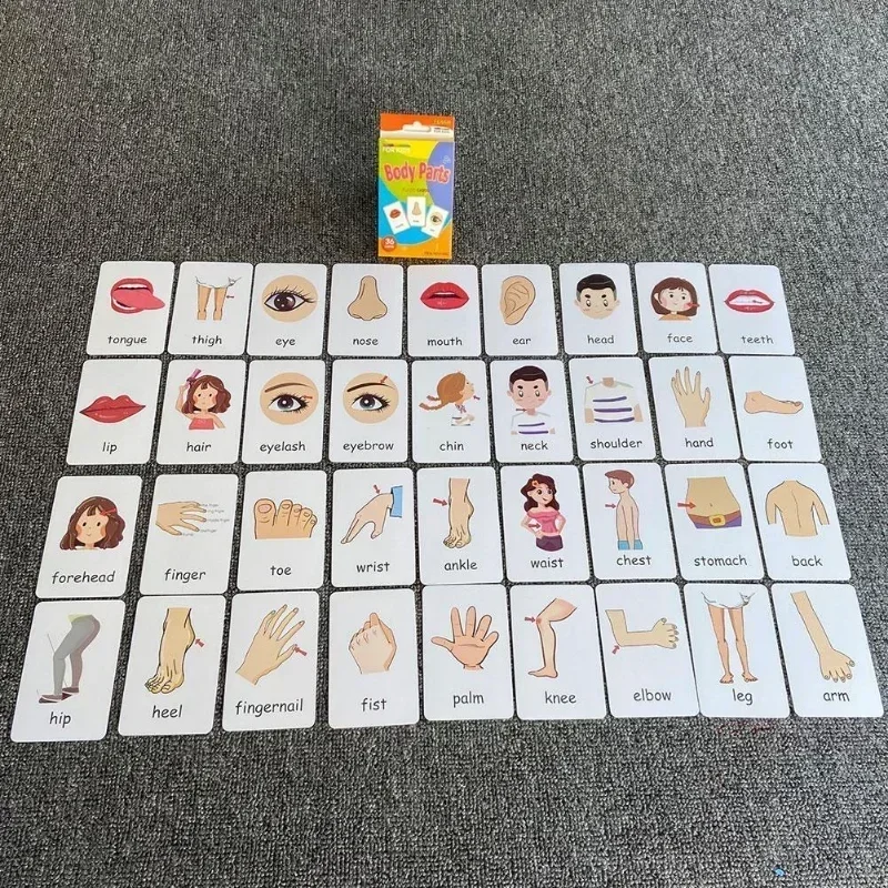 Cartes de jeu léone pour enfant, pièces du corps, animaux, fruits, double face, flash cards Montessori, jouets, cadeaux, 36 pièces