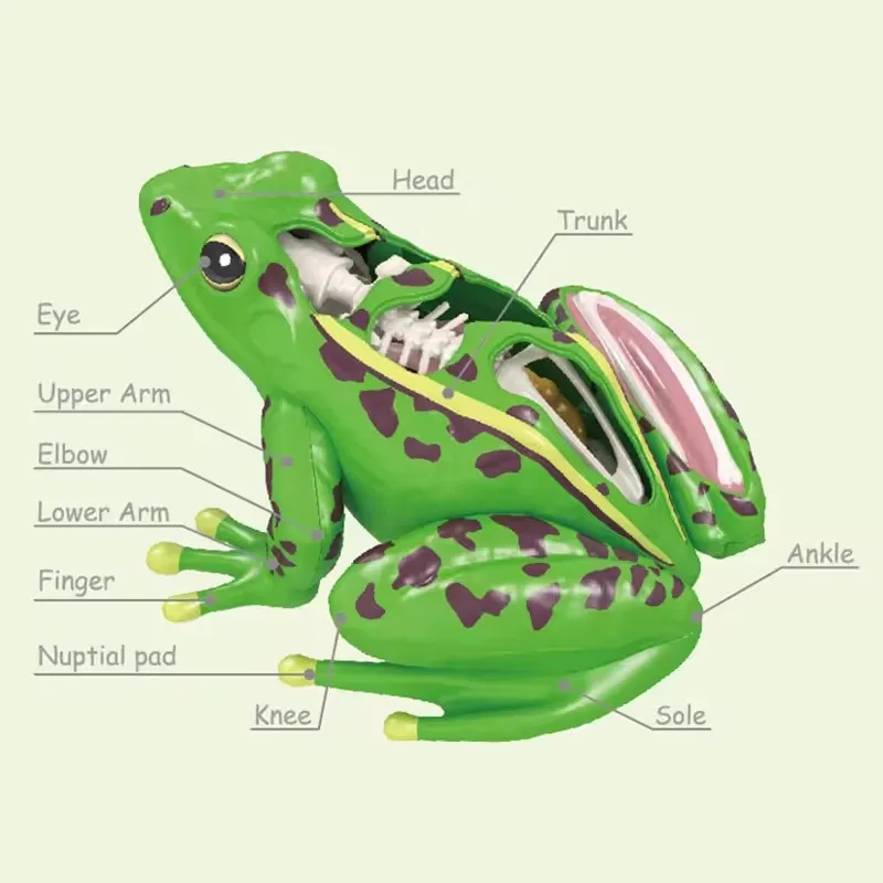 4D Frog Anatomy Model Montessori Toys Detachable Frog Organs STEM Biology Education Teaching Aid Early Learning Toy for Childre