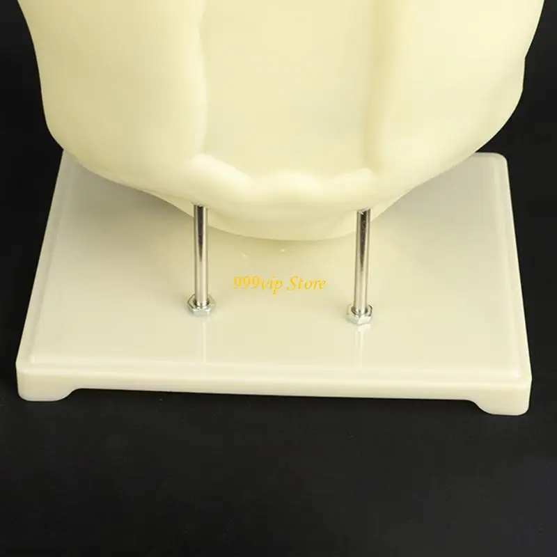 C90C Cell Anatomy Model Portable Teaching Aid Animal Cell Model Lab Supplies