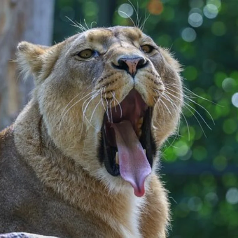

Пластина шасси из нержавеющей стали, броня, защитное яйцо для оси 1/6 радиоуправляемого автомобиля, осевое SCX-6