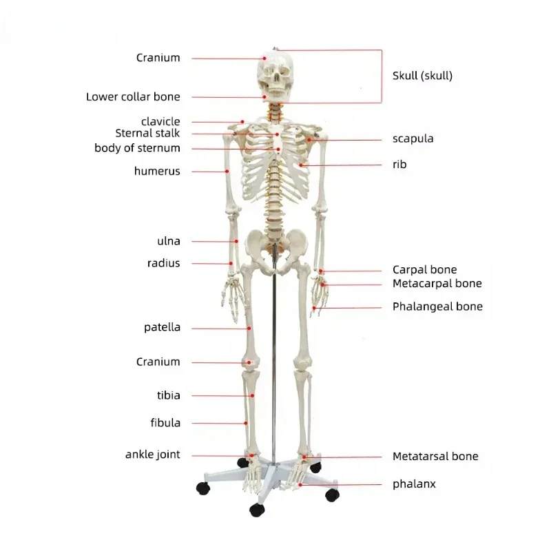 Human Skeleton with 180Cm Life Size White Bone Life Size Plastic Skeleton Model For Teaching