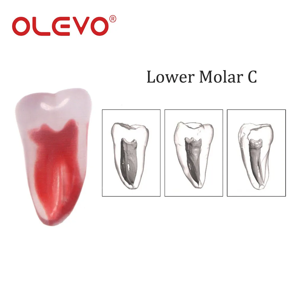 OLEVO 1 Pcs Dental RCT Endo Training Teeth Root Canal Model 3D Curved Premolar Cuspid Teeth Models 12 Sizes Endodontic Teaching