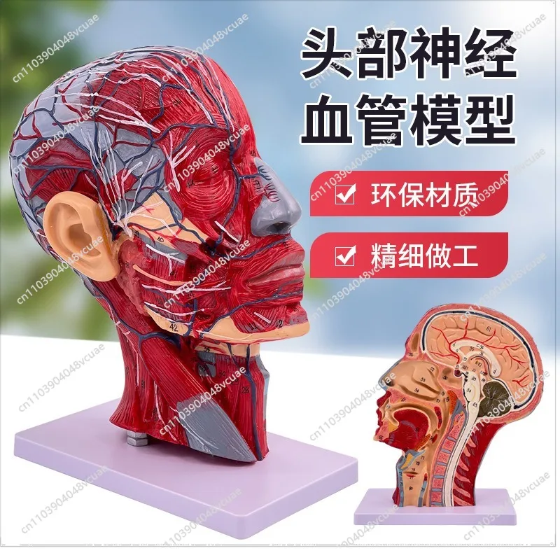 For Human Head Medical Anatomy Skull with Muscle Neurovascular Model, Cosmetic Facial Nerve Microplastic Surgery