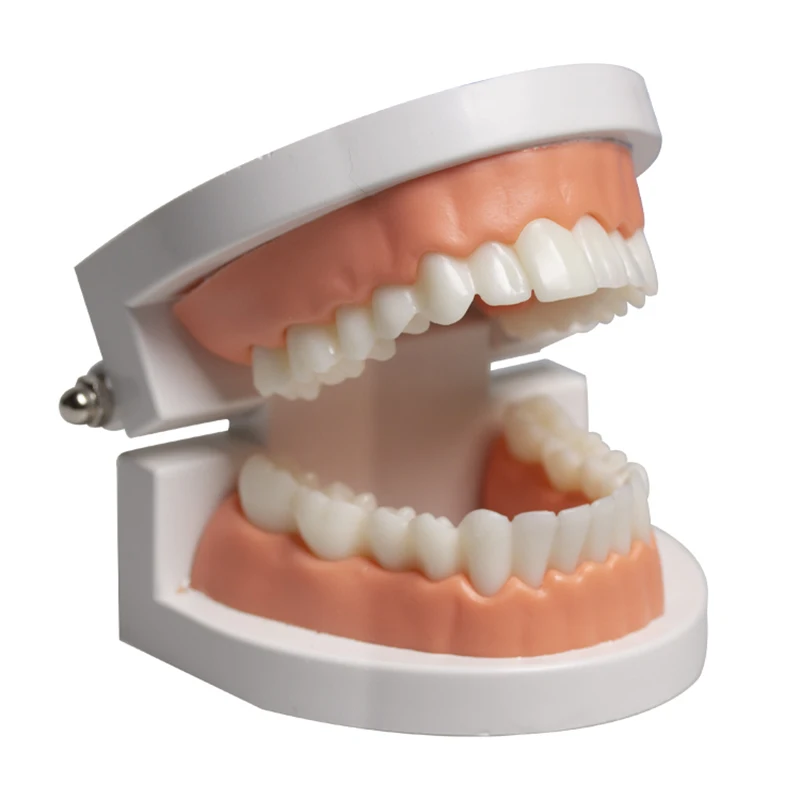 The all ceramic veneer practice model includes one tooth model and 16 practice vene