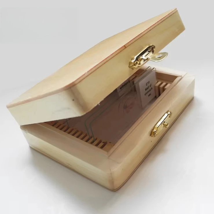 Human Pathological Histology Tissue Microscope Prepared Slides Pathology Slides Medical Science Pathology