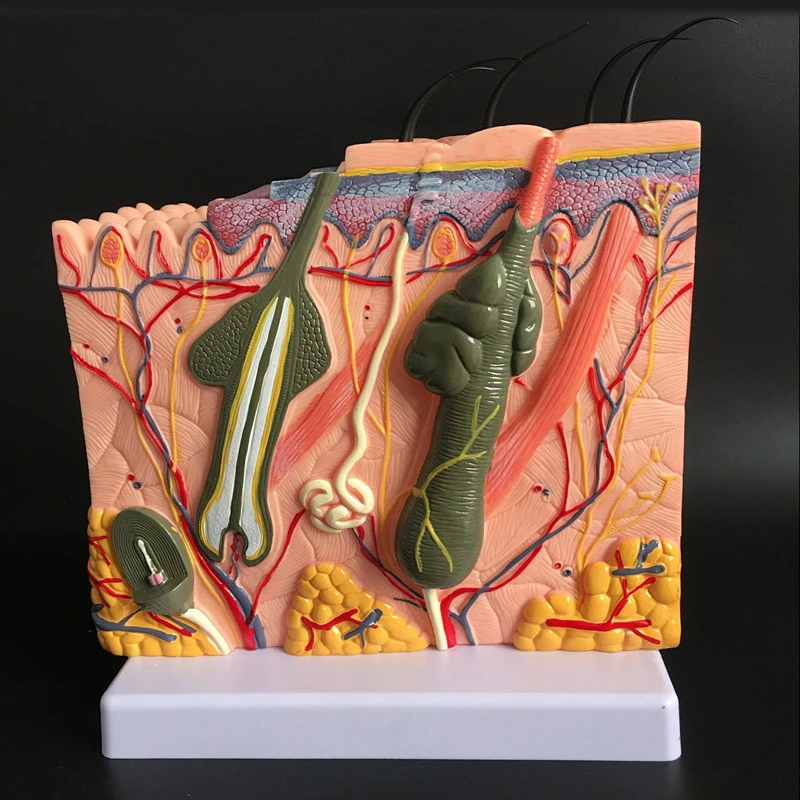 Human Skin and Hair Structure Enlarge Model Skin Layer Structure Model skin structure anatomy cosmetic training AIDS