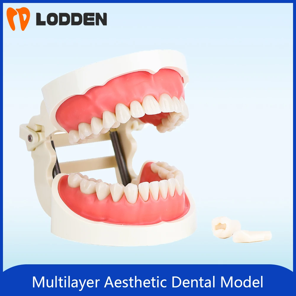 Lodden Dental Tool Multi-layer Color Aesthetic Abutment Tooth Pluggable Medical Composite Resin Teeth Model Teaching Models