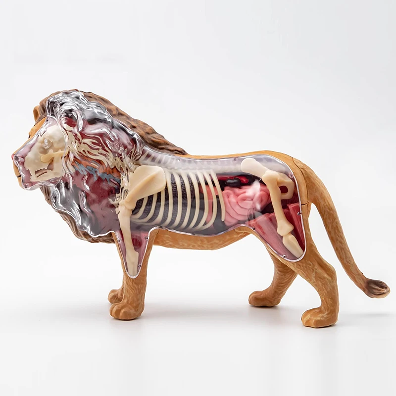 4D رؤية الأسد تشريح نموذج محاكاة واقعية الحيوانات البرية البلاستيكية نموذج لغز تجميع الأدوات التعليمية