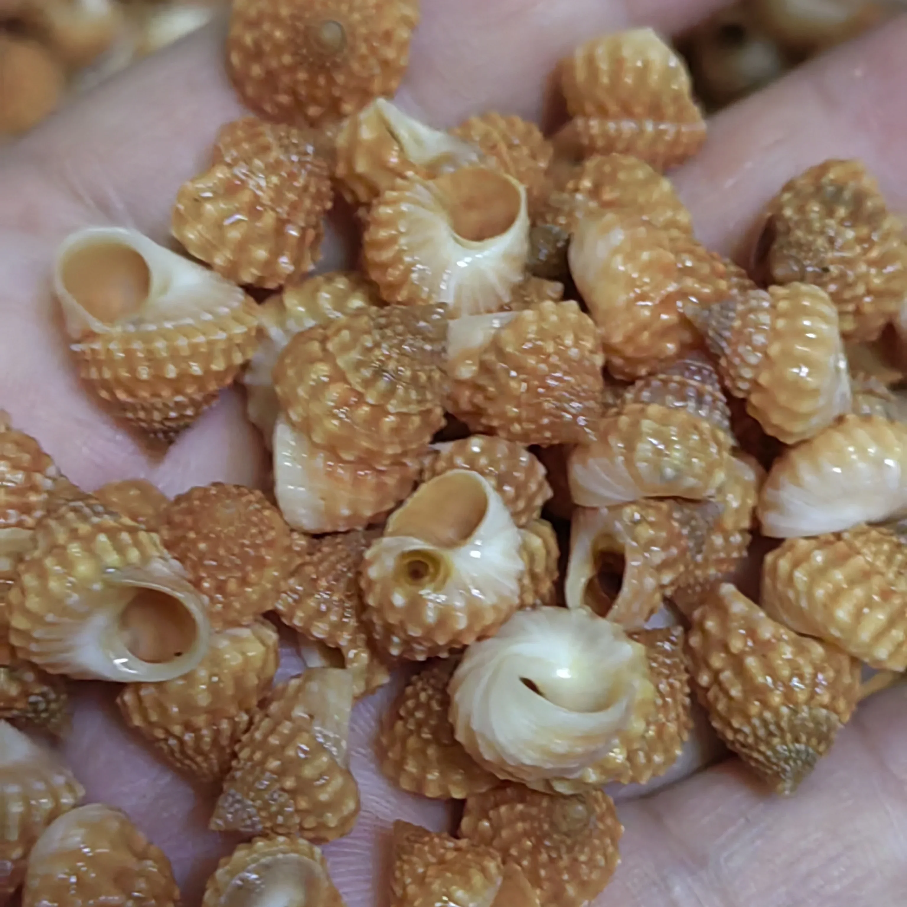 ΠΠ°ΡΡΡΠ°Π»ΡΠ½Π°Ρ ΡΠ°ΠΊΡΡΠΊΠ°, ΡΠ°ΠΊΠΎΠ²ΠΈΠ½Π°, ΡΠ»ΠΈΡΠΊΠ°, ΡΠΊΡΠ°ΡΠ΅Π½ΠΈΡ, Π°ΠΊΡΠ΅ΡΡΡΠ°ΡΡ, Π΄Π΅ΡΠ°Π»ΠΈ, ΡΠ΄Π΅Π»Π°ΠΉ ΡΠ°ΠΌ, Π°ΠΊΠ²Π°ΡΠΈΡΠΌ, Π°ΠΊΠ²Π°ΡΠΈΡΠΌ, ΠΏΠ΅ΠΉΠ·Π°ΠΆ, Π΄ΠΎΠΌΠ°ΡΠ½ΠΈΠ΅ ΠΈΠ³ΡΡΡΠΊΠΈ, Π΄Π΅ΠΊΠΎΡΠ°ΡΠΈΠ²Π½ΡΠΉ ΠΌΠ°ΡΠ΅ΡΠΈΠ°Π», ΠΌΠ°Π»Π΅Π½ΡΠΊΠ°Ρ ΡΠ°ΠΊΠΎΠ²ΠΈΠ½Π° ΠΠ°ΡΡΡΠ°Π»ΡΠ½Π°Ρ ΡΠ°ΠΊΡΡΠΊΠ°, ΡΠ°ΠΊΠΎΠ²ΠΈΠ½Π°, ΡΠ»ΠΈΡΠΊΠ°, ΡΠΊΡΠ°ΡΠ΅Π½ΠΈΡ, Π°ΠΊΡΠ΅ΡΡΡΠ°ΡΡ, Π΄Π΅ΡΠ°Π»ΠΈ, ΡΠ΄Π΅Π»Π°ΠΉ ΡΠ°ΠΌ, Π°ΠΊΠ²Π°ΡΠΈΡΠΌ, Π°ΠΊΠ²Π°ΡΠΈΡΠΌ, ΠΏΠ΅ΠΉΠ·Π°ΠΆ, Π΄ΠΎΠΌΠ°ΡΠ½ΠΈΠ΅ ΠΈΠ³ΡΡΡΠΊΠΈ, Π΄Π΅ΠΊΠΎΡΠ°ΡΠΈΠ²Π½ΡΠΉ ΠΌΠ°ΡΠ΅ΡΠΈΠ°Π», ΠΌΠ°Π»Π΅Π½ΡΠΊΠ°Ρ ΡΠ°ΠΊΠΎΠ²ΠΈΠ½Π°