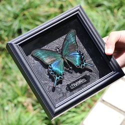 Papilio Maackii Real Butterfly Specimen Display Painting Specimen Painting Decoration Painting Birthday Gift Wedding Gift