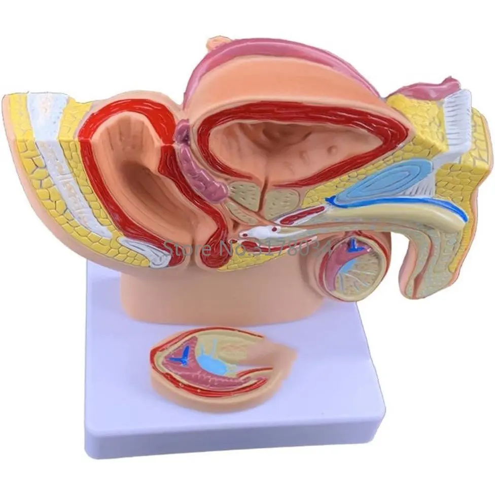 Male Pelvic Cavity Sagittal Section Model Human Reproductive System Genital Organ Demonstration Teaching Anatomical Model