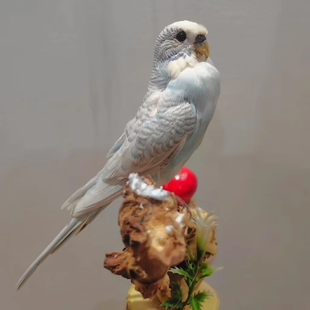 0000 إعادة إصدار البضائع المفقودة يرجى عدم شراء سلع خاصة لعملاء خاصين. لن يتم شحنها بعد الشراء