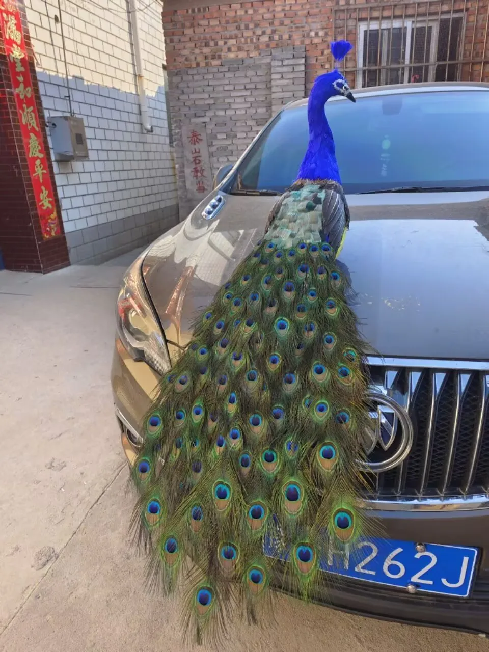 about 120cm peacock model foam&feather long tail peacock bird gift about 120cm d0562