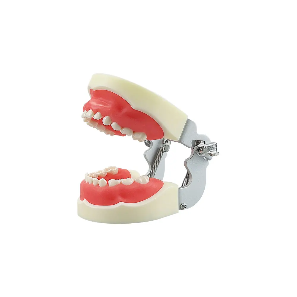 Kids Dental Model Teeth Gums Jaw Model With Removable Tooth   Child Typodont Teeth Model For Dental Technician Practice Training